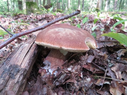 Sommersteinpilz; Foto Michael 21.6.24 Sommersteinpilz; Foto Michael 21.6.24