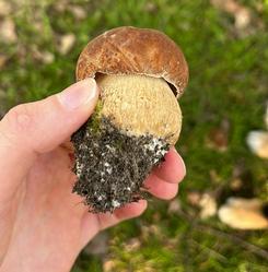 Sommersteinpilz; Foto Neele 5.6.24