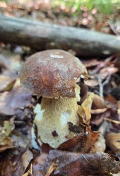 Zerfledderter Sommersteinpilz; Foto Patrik 9.6.25