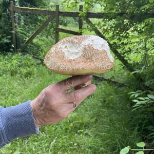 Hand mit Ehering und Sommersteinpilz; Foto Reinhold 23.5.25