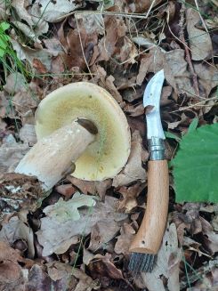 Sommersteinpilz mit Schnecken; Foto Heidrun 16.6.25