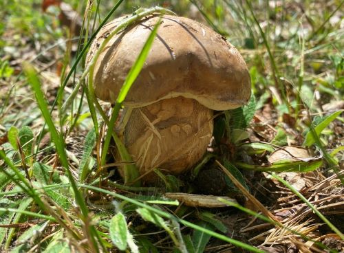 Sieht gut aus, ist aber total lwurmig: Sommersteinpilz; Foto Stefan 14.6.25