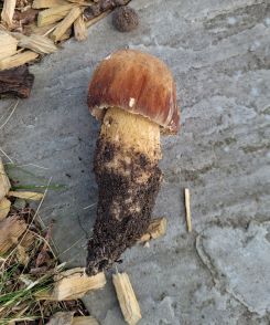 Kleiner Sommersteinpilz; Foto Verena 18.7.24