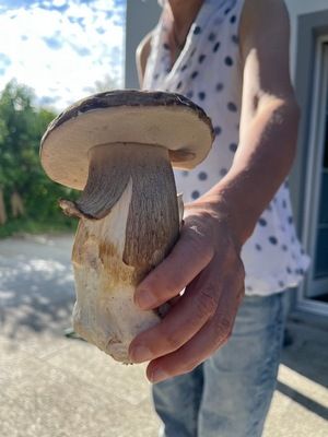 Sommersteinpilz, groß wie ein großer Gartenzwerg; Foto Armin 3.9.26 Sommersteinpilz, groß wie ein großer Gartenzwerg; Foto Armin 3.9.26