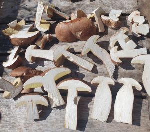 Sommersteinpilze im Schnitt; Foto Ralph 11.8.25