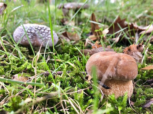 Aestivalis Perli Thomas 8.10.22 Aestivalis Perli Thomas 8.10.22