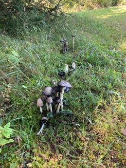 Überständige Schopftintlinge; Foto Hans 18.9.25
