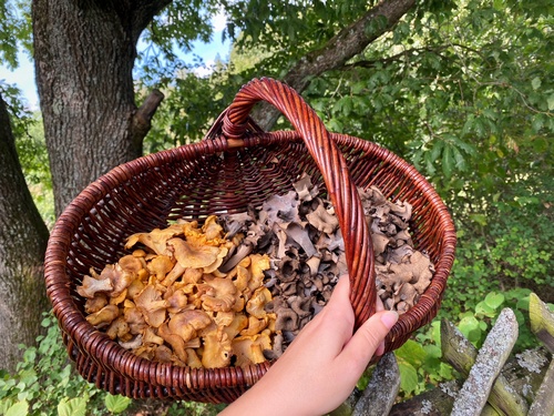 Amethystschuppige Pfifferlinge und Totentrompeten im Korb; Foto © Stefan 17.9.23 Amethystschuppige Pfifferlinge und Totentrompeten im Korb; Foto © Stefan 17.9.23