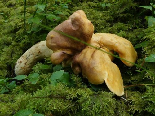 Große Amethystschuppige Pfifferlinge; Foto Sepp 29.9.25