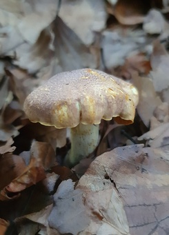 Amethystschuppiger Pfifferling; Foto Keren 1.10.23 Amethystschuppiger Pfifferling; Foto Keren 1.10.23