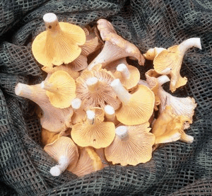 Amethystscshuppige Pfifferlinge; Foto Michael 15.9.23 Amethystscshuppige Pfifferlinge; Foto Michael 15.9.23