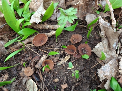 Anemonenbecherlinge; Foto Luca 9.3.24 Anemonenbecherlinge; Foto Luca 9.3.24