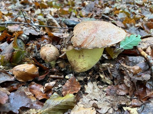 Zwei streng geschützte Laubwaldanhängselröhrlinge; Foto Markus 23.9.26 Zwei streng geschützte Laubwaldanhängselröhrlinge; Foto Markus 23.9.26