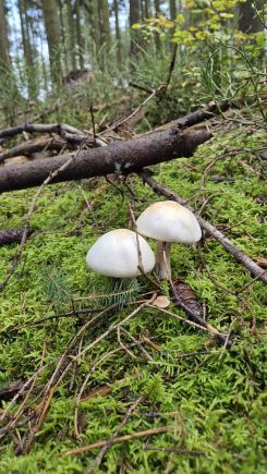 Zwei Anisegerlinge; Foto Jörn 2.11.25