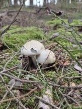 Anisegerlinge; Foto Jörn 3.10.25 Anisegerlinge; Foto Jörn 3.10.25