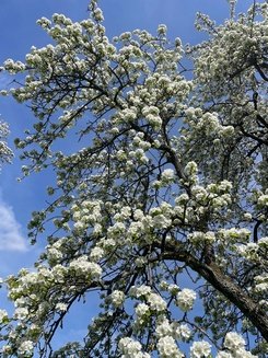 Obstbaumblüte Heiko 27.4.23