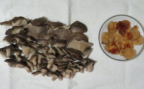 Austernpilz- und Samtfußrüblingsfund; Foto Michael 30.12.25