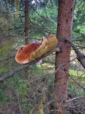 Aussporen Steinpilz Sebastian 1.10.22 Aussporen Steinpilz Sebastian 1.10.22