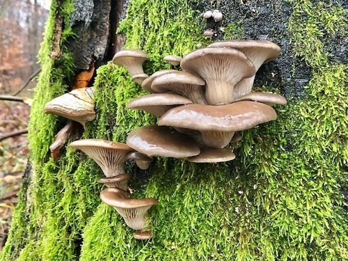 Austern7 Thomas 24.12.22 Austern7 Thomas 24.12.22