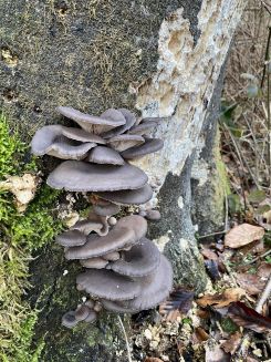 Austernpilze 1; Foto Michael 4.2.26