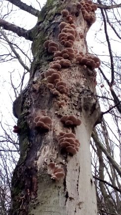 Austernpilze 1; Foto Oliver 13.12.25