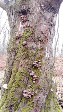 Junge Austernpilze 1; Foto Oliver 20.1.26