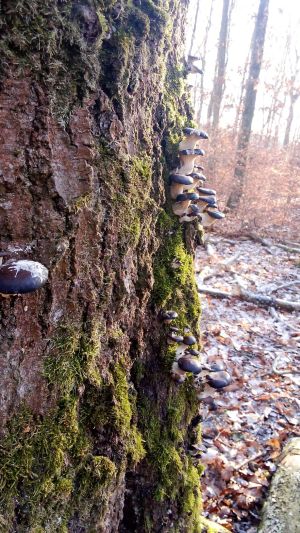 Junge Austernpilze an uralter Rotbuche; Foto Oliver 3.1.25