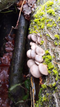 Austernpilze 1; Foto Oliver 9.12.25