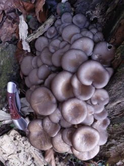 Austernpilze 2; Foto Michael 26.12.25