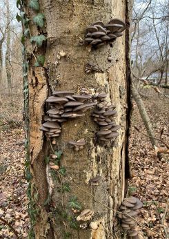 Austernpilze 2; Foto Michael 4.2.26