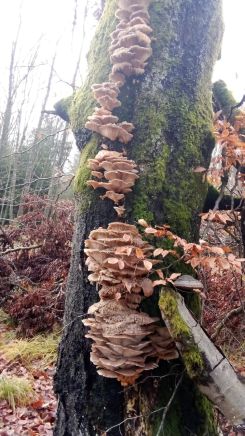 Austernpilze 2; Foto Oliver 13.12.25