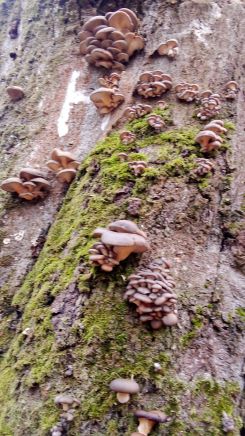 Junge Austernpilze 2; Foto Oliver 20.1.26
