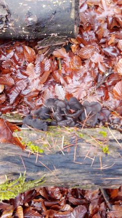 Austernpilze 2; Foto Oliver 9.12.25