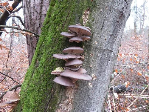 Schöne Konsole von Austernpilzen; Foto Michael 4.2.26