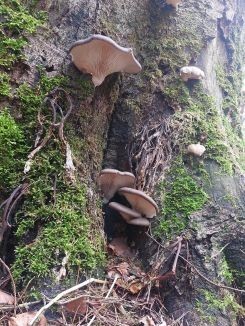 Späte Austernpilze; Foto Matthias aus Happurg 12.3.26