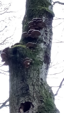 Austernpilz an stehender alter Rotbuche; Foto Oliver 4.12.23 Austernpilz an stehender alter Rotbuche; Foto Oliver 4.12.23