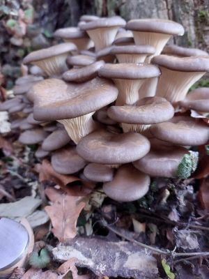 Herrliche Austernseitlinge; Foto Klaus 26.12.25