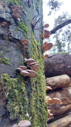 Austernpilze Ende Februar; Foto Matthias aus Happurg 25.2.26 Austernpilze Ende Februar; Foto Matthias aus Happurg 25.2.26