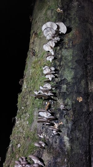 Austernpilze; Foto Matthias 17.12.25