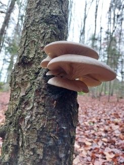 Austernseitlinge; Foto Matthias 9.11.24 Austernseitlinge; Foto Matthias 9.11.24