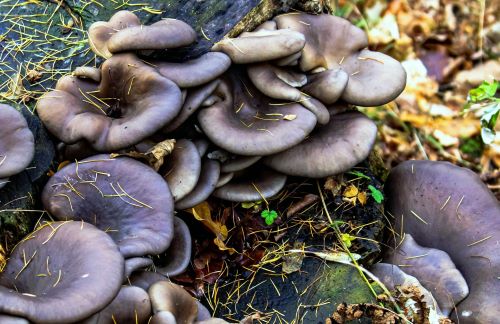Austernpilze; Foto Michael 1.12.24 Austernpilze; Foto Michael 1.12.24