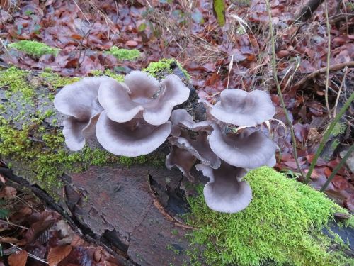 Ausgewachsene Austernpilze; Foto Michael 13.12.25