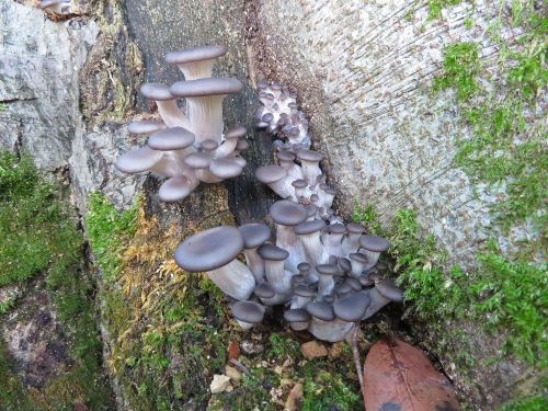 Kleine Austernpilze; Foto Michael 14.10.25 Kleine Austernpilze; Foto Michael 14.10.25