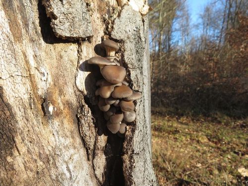 Junge Austernpilze; Foto Michael 16.1.26