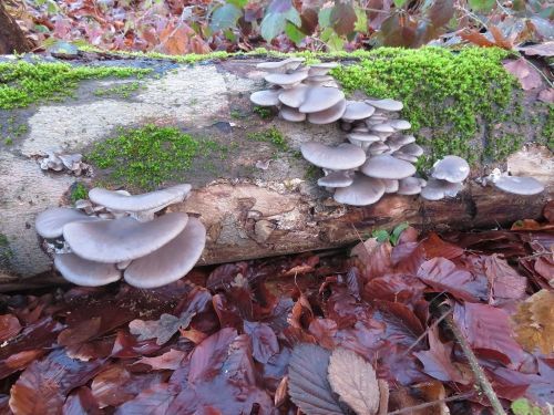 Austernpilze; Foto Michael 16.12.25