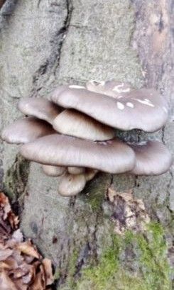 Austernpilze; Foto Oliver 27.12.25