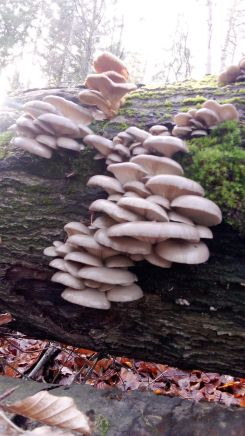 Herrliche Austernpilze, Foto Oliver 3.12.25