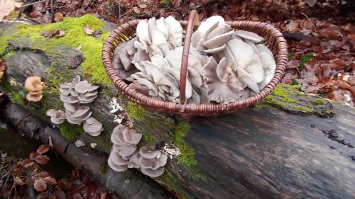 Korb voller herrlicher Austernpilze; Foto Oliver 9.12.25 Korb voller herrlicher Austernpilze; Foto Oliver 9.12.25