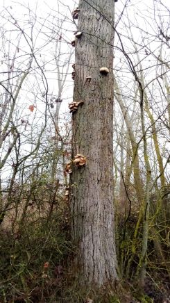 Austernpilze tragende Pappel; Foto Oliver 4.12.25