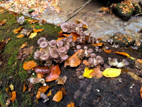 Junge Austernseitlinge; Foto Philipp 23.10.25 Junge Austernseitlinge; Foto Philipp 23.10.25